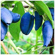 Жимолость їстівна Вітамінна 1 рік (рання)