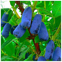 Жимолость їстівна Синя птиця 1 рік (рання)