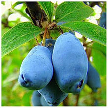 Жимолость їстівна Дует 1 рік (середня)