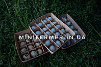 Перепела породи Целадон (Селадон)