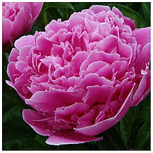 Півонія трав'яна рожева
