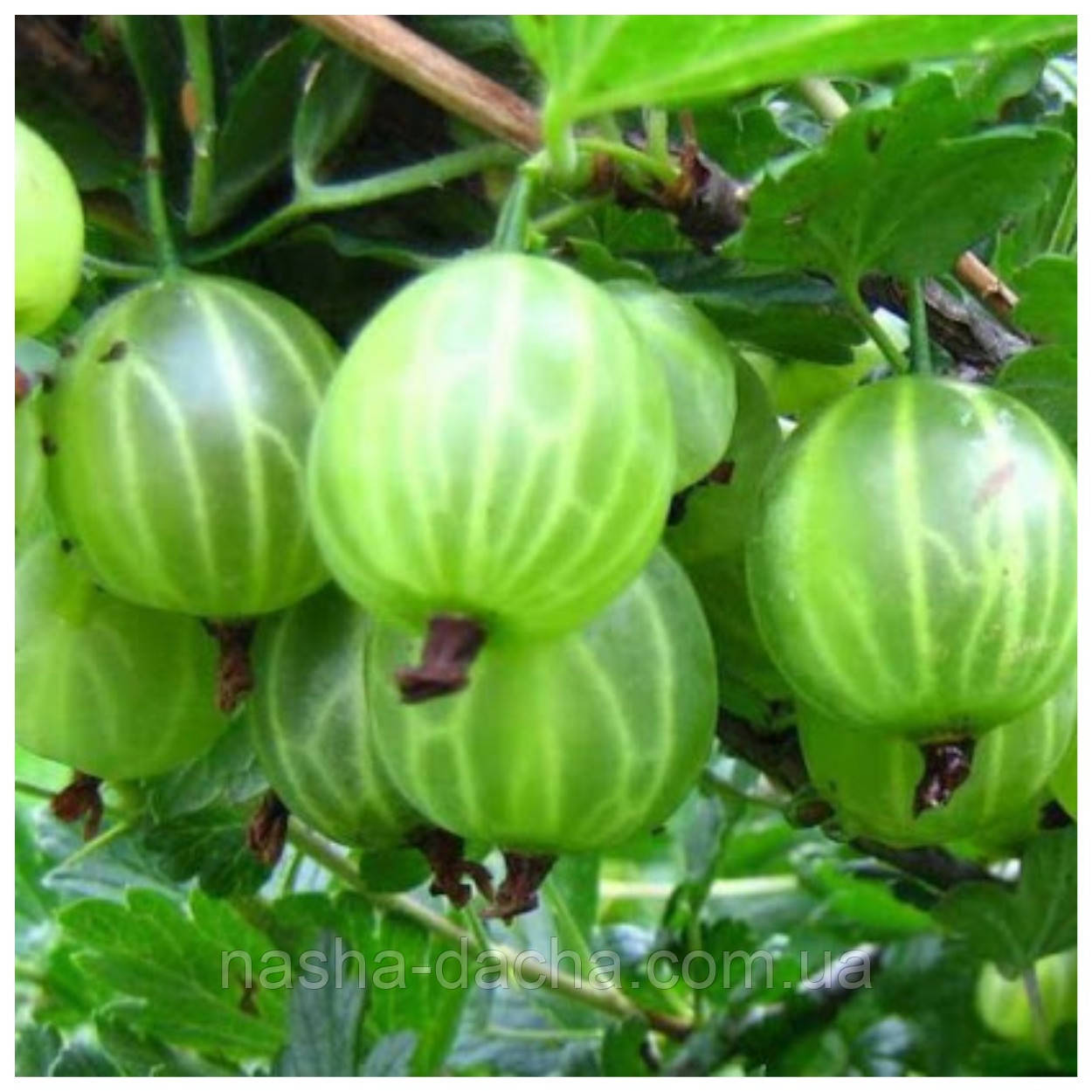 Аґрус Малахіт (середній)