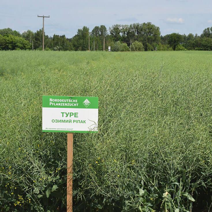 Туре Семена озимого рапса «Лембке» (Lembke), фото 1