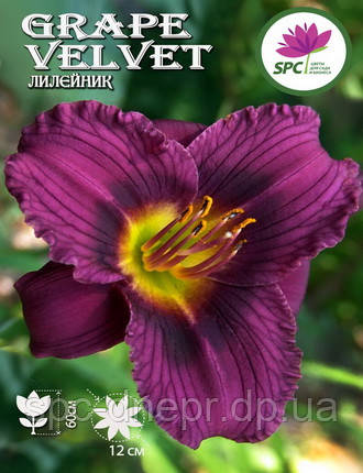 Лілейник Grape Velvet, фото 1
