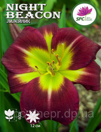 Лілейник Night Beacon, фото 1