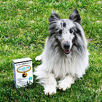 California Gold Nutrition LactoBif Pet пробиотики для животных котов и собак. 5 млрд КОЕ, 60 капсул