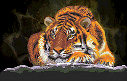 Тигр. Схема вишивки бісером