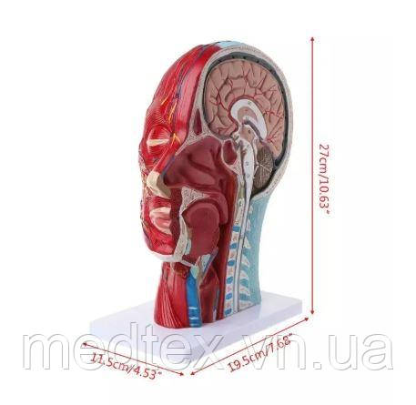 Анатомічна модель голови людини, анатомія обличчя