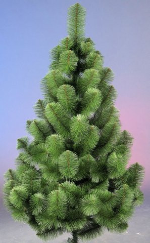 Сосна европейка 1,8 м. арт СКУ, фото 1