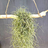 Тилландсия атмосферная уснеевидная (Tillandsia usneoides), Луизиа́нский мох