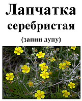 Лапчатка серебристая (запни дупу), трава сухая, 40 грамм.