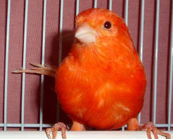 Кенар червоний, що співає