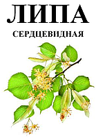 Липа серцевидна (липовий цвіт), 30 грам.