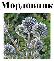 Мордовник обыкновенный, семена, 30 грамм.