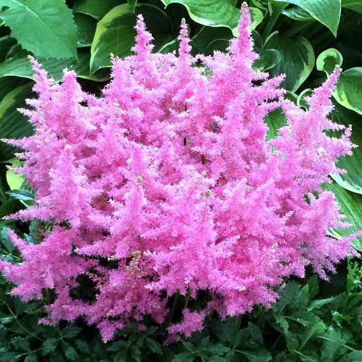 Саджанці Астильби звичайної (Astilbe)