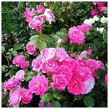 Канадські троянди