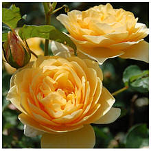 Чайна троянда