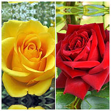 Чайно-гібридні троянди