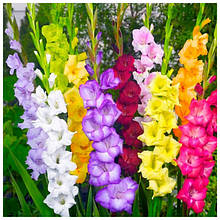 Цибулини гладіолусів