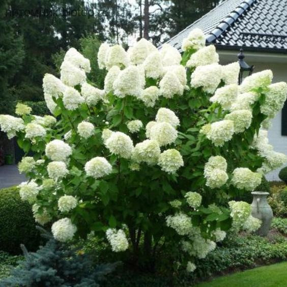 Саженці Гортензії волотистої Полярний ведмідь (Hydrangea paniculata Polar bear) 3-х річна С3