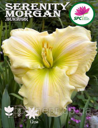 Лілейник Serenity Morgan, фото 1