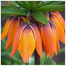 Луковиця фритиллярії (Рябчик) 4-5 см