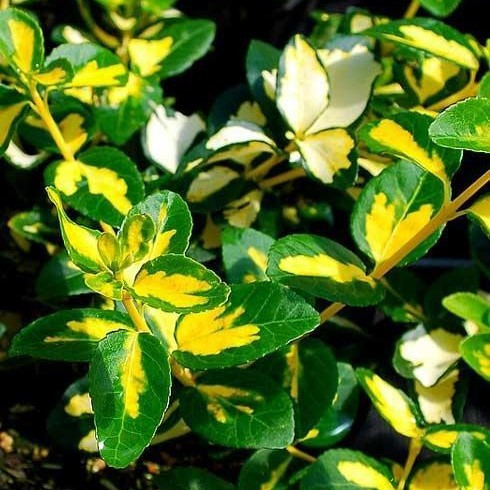 Саджанці Бересклету Форчуна Санспот (Еuоnуmuѕ fortunei Sunspot) Р9, фото 1