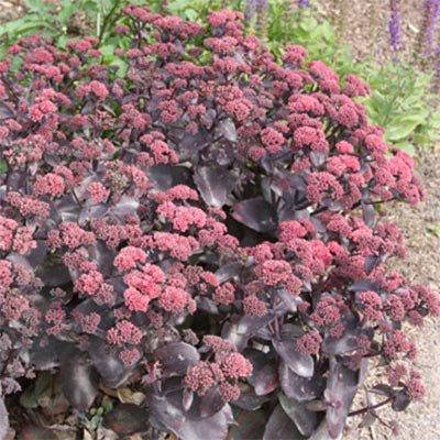 

Седум Karfunkelstein (саженцы)