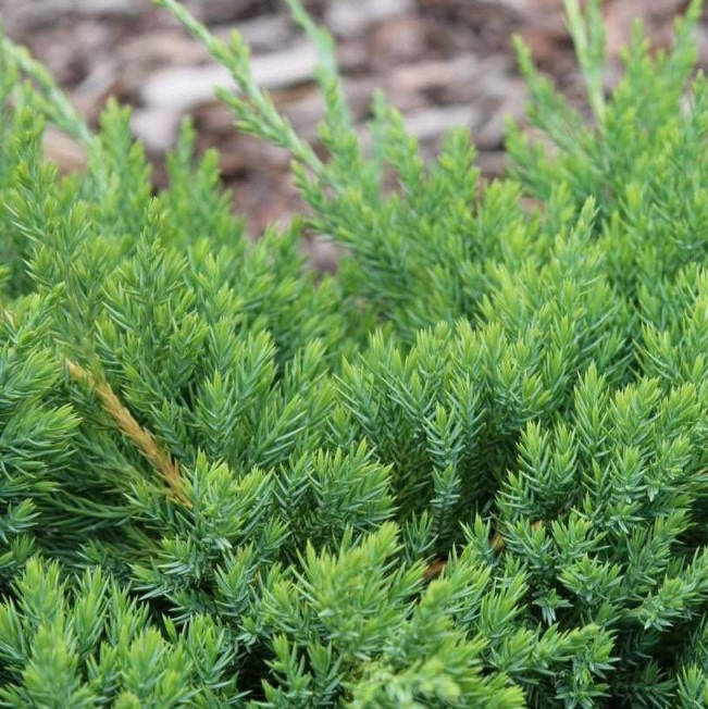 

Саженцы Можжевельника лежачего Кишиогима (Juniperus procumbens Kishiogima) Р9