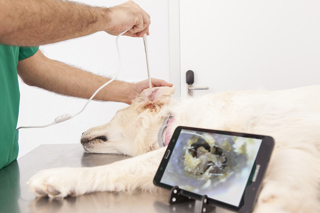 Цифровий ветеринарний отоскоп eKuore
