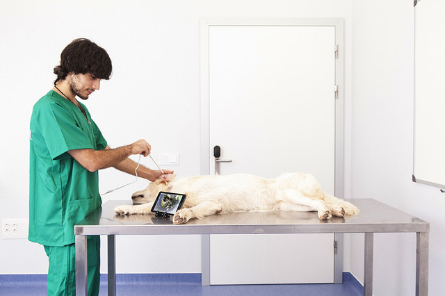 Цифровий ветеринарний отоскоп eKuore