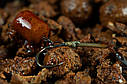 Дип Sticky baits Glug BLOODWORM, фото 3