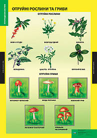 ПЛАКАТ Отруйні рослини та гриби