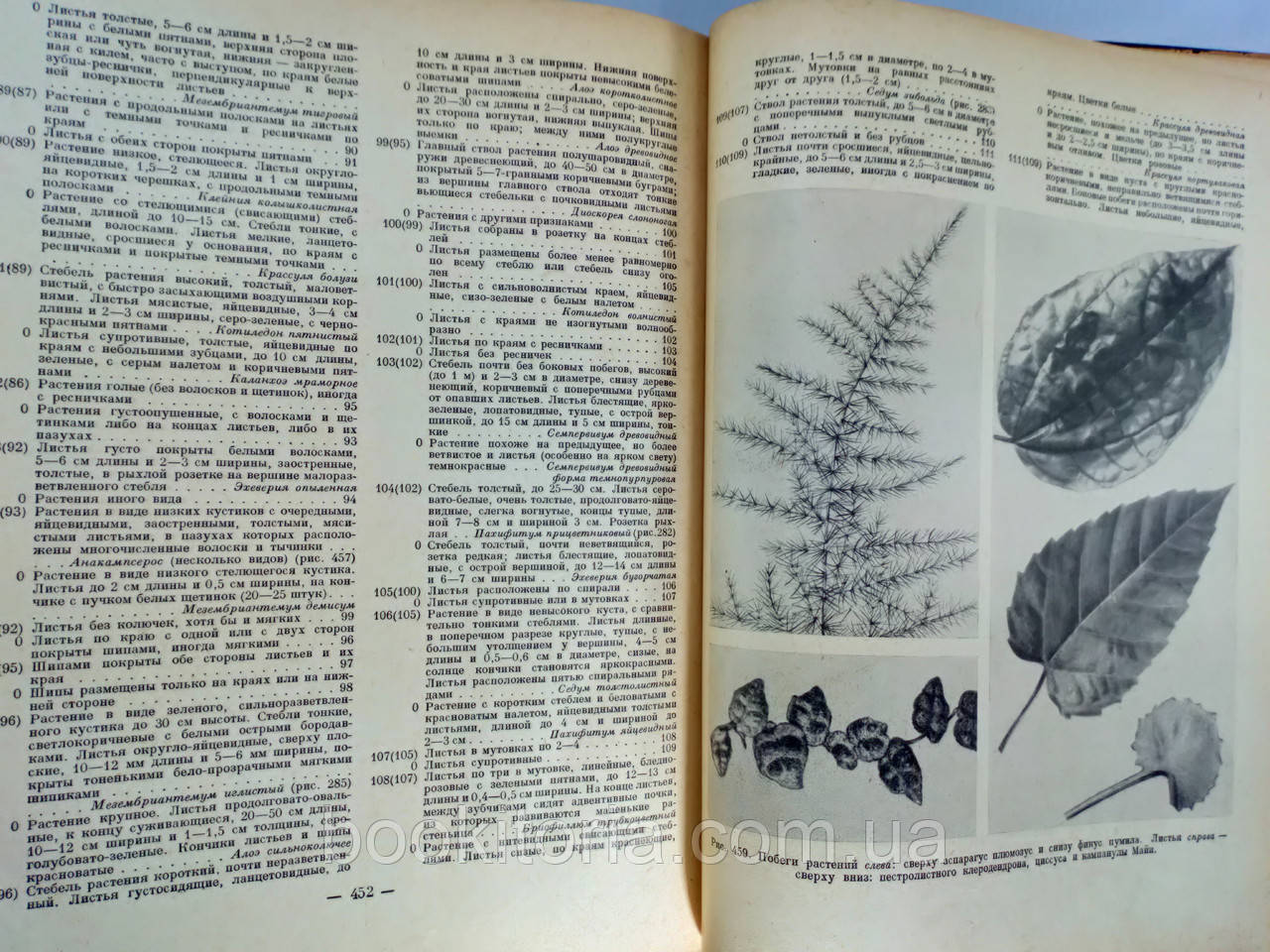 Киселев Г. и др. Комнатное садоводство (б/у). - фото 9 - id-p1221613530