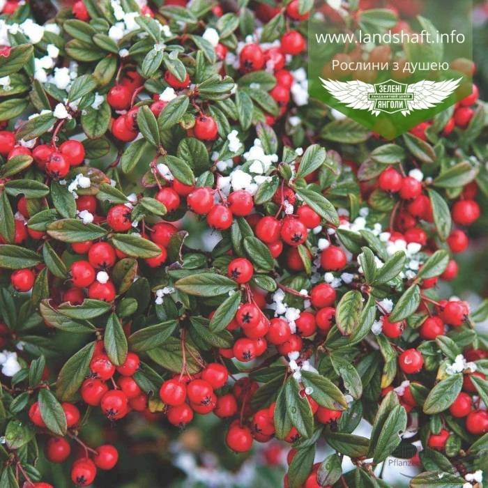 Cotoneaster salicifolius 'Parkteppich', Кизильник верболистий 'Парктеппіх',P9 - горщик 9х9х9 - фото 9 - id-p1221626941