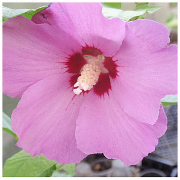 Гібіскус деревоподібний Рожевий