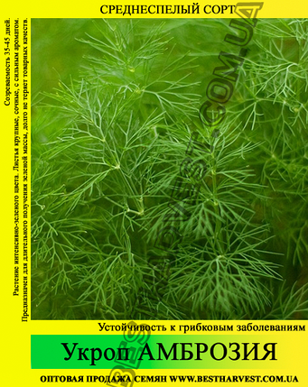 Семена укропа «Амброзия» 25 кг (мешок), фото 2