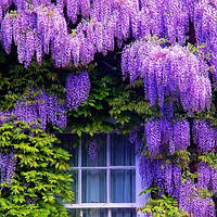 Вістерія / Гліцинія китайська (фіолетова) (Wisteria sinensis) h-10-20 см у контейнері С1 л