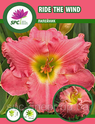 Лілейник Ride The Wind