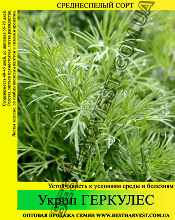 Насіння кропу Геркулес 1кг, фото 1