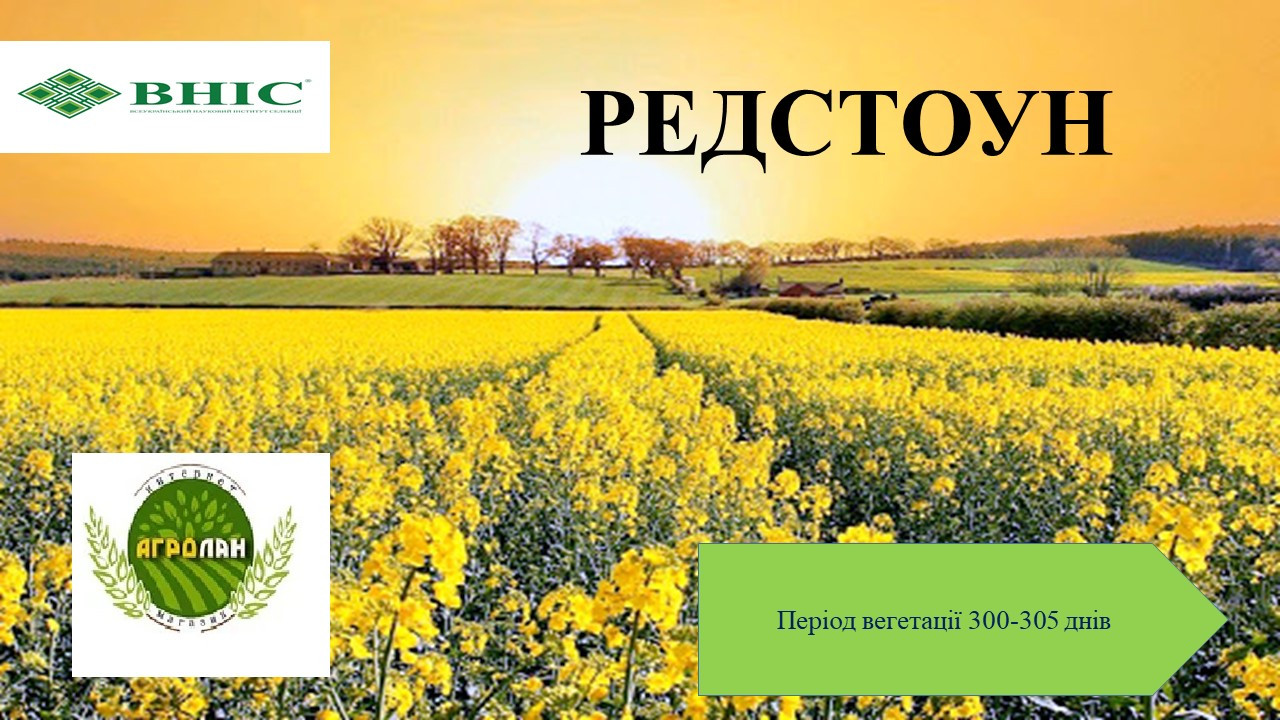 Рапс озимний РЕДСТУН РС