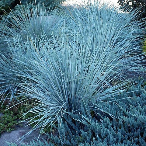 Саджанці Вівсця вічнозеленого (Helictotrichon sempervirens) Р9, фото 1