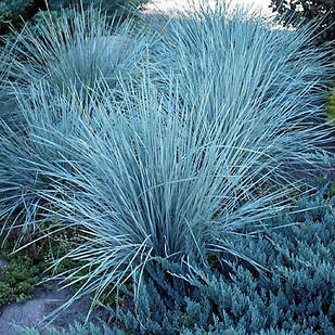 Саджанці Вівсця вічнозеленого (Helictotrichon sempervirens) Р9