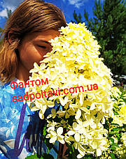 Гортензія волотиста Фантом (HYDRANGEA PANICULATA PHANTOM) 3 роки, фото 2