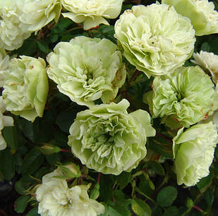 Саджанці бордюрної троянди Грін Айс (Rosa Green Ice)