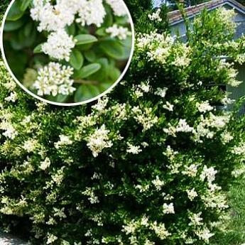 Саджанці Бирючини Пірамідале "Жива огорожа" (Ligustrum Piramidale) Р9