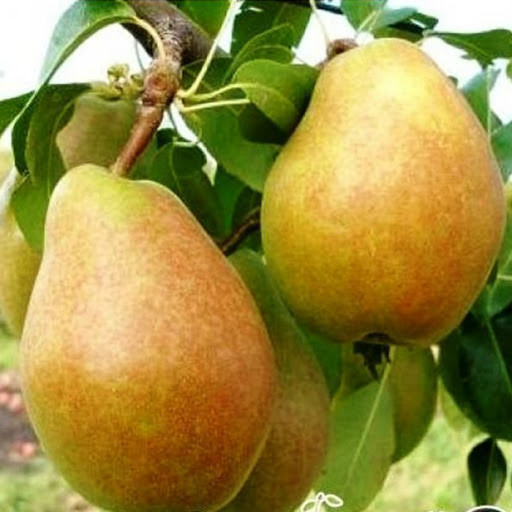 Груша зимова сорт Анжеліс, підщепа ВА-29