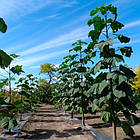 Саджанці Павловнії або Адамове дерево (Paulownia) Р9, фото 2