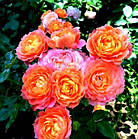 Саджанець бордюрної троянди Тереса (Rose Teresa), фото 2