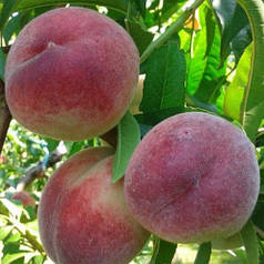 Персик середній сорт Лісостеповий, підщепа алича